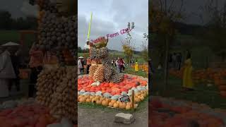 Jucker Farm Zürich jalanjalan travel halloween pumpkin [upl. by Johna759]