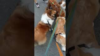 Malpoo Vs Shetland Sheepdog Vs Corgi [upl. by Batruk]