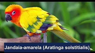 Jandaia Amarela  SUN CONURE [upl. by Eyahc463]