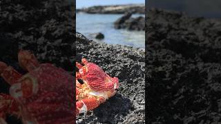 Lava Rock Surfing  Kona Big Island Hawaii [upl. by Wonacott]