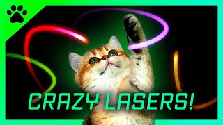 Cat games Crazy LASERS  A fun video for cats to watch [upl. by Edmond107]