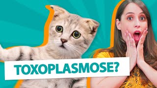 O QUE É TOXOPLASMOSE 🙀 Como os gatos pegam Como prevenir [upl. by Ozen277]