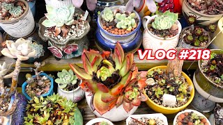 Succulent Disaster Tour  VLOG 218  Growing Succulents with LizK [upl. by Tshombe]