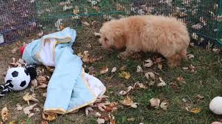 Miniature F1B Goldendoodle Puppy Josh SD 480p [upl. by Tierney]