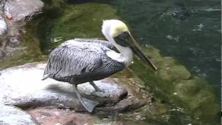 Brown Pelican  Quick Facts [upl. by Ermin]