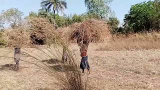 TECHNIQUE DE LA JACHÈRE AMÉLIORANTE AVEC LE CAS DE LA CULTURE DU POIS DANGOLE [upl. by Nevla]