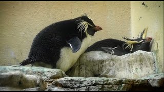 Nördlicher Felsenpinguin Eudyptes moseleyi  Northern rockhopper penguin [upl. by Ackler]