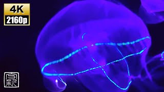 Transformative Meditation amp Sleep Spaceship Music 12HRS4K UHD with Bioluminescent Owan Jellyfish [upl. by Arema]