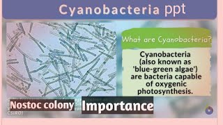 Cyanobacteria ppt  salient features and biological importance of cyanobacteria neet 2023 pyq neet [upl. by Fancy]