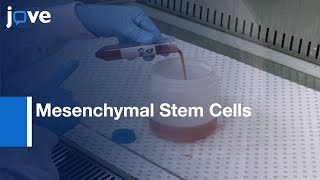 Mesenchymal Stem Cells Isolation and expansion  Protocol Preview [upl. by Eerot73]