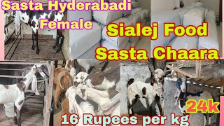 Sialej Feed For Goat Available in Hyderabad How to use Sialej  Topquality Gulabi Hyderabadi Goats [upl. by Trebeh]