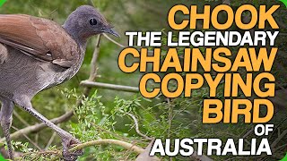 Chook  The Legendary Chainsaw Copying Bird of Australia Highs and Lows of Nature Documentaries [upl. by Nandor]