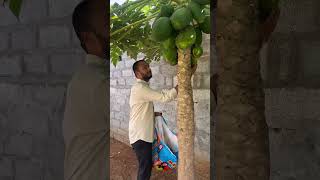 Organic Papaya…trending youtubeshorts viralshorts ytshorts shorts [upl. by Inglis668]