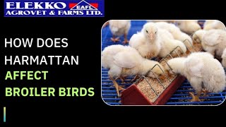 HOW DOES HARMATTAN AFFECT BROILER BIRDS [upl. by Gough]