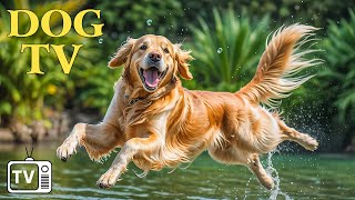 DOG TV Deeply Relaxing Videos with Calming Music for Dogs  Solutions to Help Dogs Relax Home Alone [upl. by Coleen]