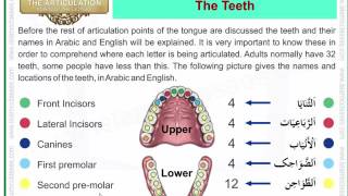 Teeth Letters Tajweed Rules  Articulation Points of Arabic Alphabet Letters [upl. by Ariaes638]