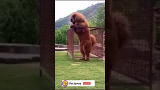 Giant Tibetan Mastiff trying to escape from cage 💪💯 [upl. by Kragh]