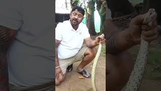 यह सांप काटने से मांस गलने लगता है 🐍😱  shorts snake [upl. by Gretna]