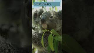 Tree Dwellers Koalas interesting 10 Facts for Kids Educational Video Australias Beloved Marsupials [upl. by Gorden649]