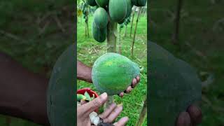 সময় মতো পেঁপে সংগ্রহ করুন farmers food papayacultivation farming পেঁপে viralvideo [upl. by Ydahs]