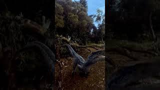 Jurassic World Jurassic Park Velociraptor a short story [upl. by Ahseei]