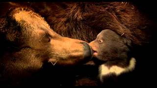 Osos Bears 2014 de Disneynature TRAILER DOBLADO [upl. by Ahsenhoj166]