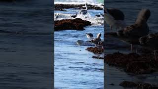 Pelican Perched on Beach Rock Serene Ocean Moment wildlife marinelife [upl. by Alderman]