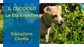 Il CUCCIOLO  le Età Evolutive del Cane [upl. by Nosecyrb]