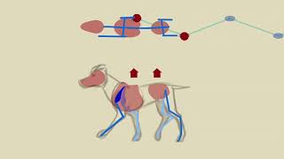 quadruped locomotion [upl. by Anawot]