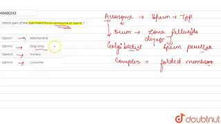 Which part of the spermatid forms acrosome of sperm [upl. by Care526]