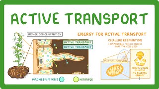 GCSE Biology  Active Transport 9 [upl. by Cale659]