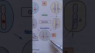 homozygote et heterozygote [upl. by Yecies]