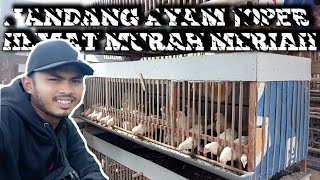 kandang ayam joper di lahan sempit [upl. by Pisano]