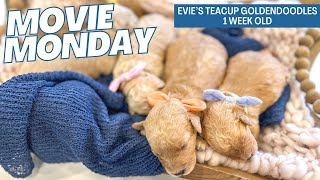 Evies Teacup Goldendoodles 1 week old Harry Potter Litter [upl. by Nani327]