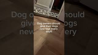 My dog recorded it memes sad rip dog pets pet [upl. by Tnerb208]