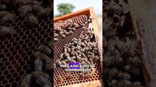 El Fascinante Secreto Detrás de Cómo las Abejas Hacen Miel [upl. by Gneh]