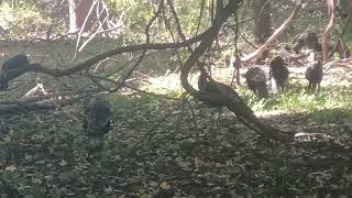 Wild Turkey Calls at Spruce Run Recreation Area NJ [upl. by Laenahtan]