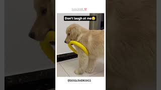 Janwar bolte h ytshorts shortsvideo doglover dogs DOGLOVER0003 [upl. by Loveridge]