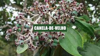 Caneladevelho Miconia albicans [upl. by Learsiy112]