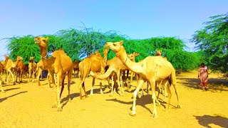 How camels eat big trees see in this video  camel unique video [upl. by Cutlip949]