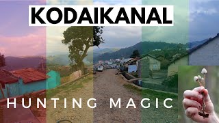 Kodaikanal Hunting Magic Mushrooms  Vattakanal  Kookal A hidden Gem [upl. by Aihtebat]