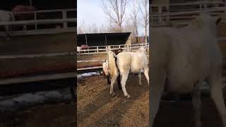 Best Wild Horses Mare Compilation of some Wild Horse Fights Video 143 [upl. by Airret]