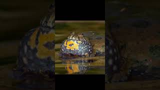 Sounds of European Fire Bellied Toad Bombina Bombina mating call shorts bombina mating [upl. by Emeline]