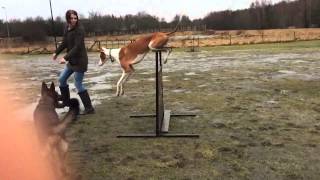 Podenco Ibicenco jumps movie 1 IBIZAN HOUND [upl. by Rocker]