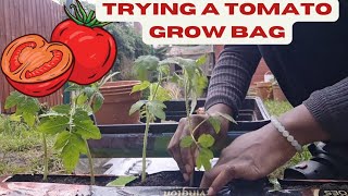 BEGINNER GARDENER USING A TOMATO BAG  REPOTTING STRAWBERRIES [upl. by Ahsyek254]