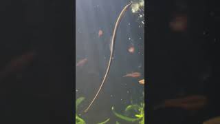 Pipefish in Planted Aquarium [upl. by Natsyrk]