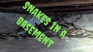 A crawl space full of snakes How many [upl. by Oilenroc]