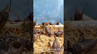 Can Crickets Thrive on a 100 Vegetable Diet cricket farm shorts insects cricketfarm [upl. by Aliak502]