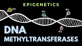 DNA methyltransferases  Epigenetics  GATECSIRNET [upl. by Leihcim]