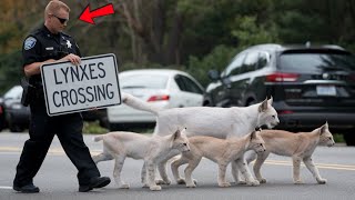 Policeman Helps Lynx Family Cross The Road But No One Expected What Happened Next [upl. by Horace]